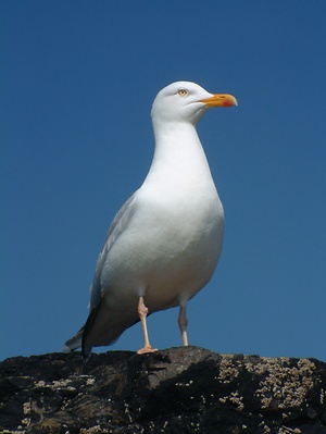 Seagull Control 
