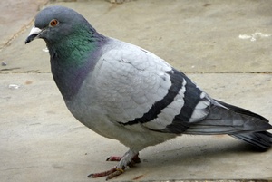 Pigeon Control UK 