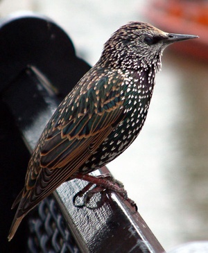 Starling Control 
