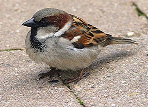 Sparrow Control 