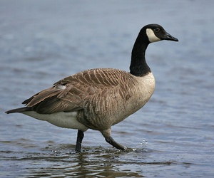 Goose Control UK 