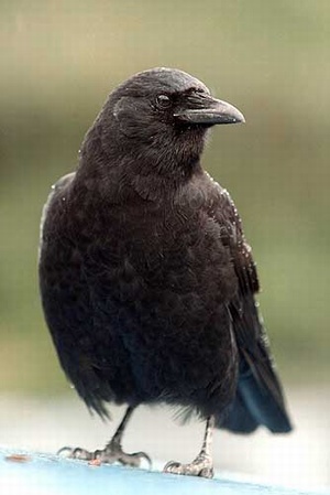 Crow Control 