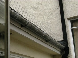 Pigeon Proof Gutters 