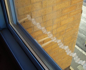 Bird Proofing Window Sills 