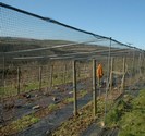 Fruit Cage Netting from 2m x 2m