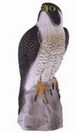 Peregrine Falcon